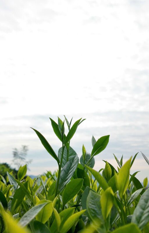 long van tu quy thuong dinh tra